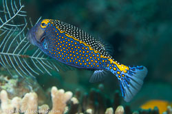 BD-130331-Tulamben-8552-Ostracion-meleagris.-Shaw.-1796-[Whitespotted-boxfish].jpg